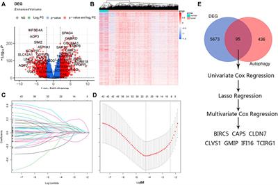 A New Prognostic Risk Score: Based on the Analysis of Autophagy-Related Genes and Renal Cell Carcinoma